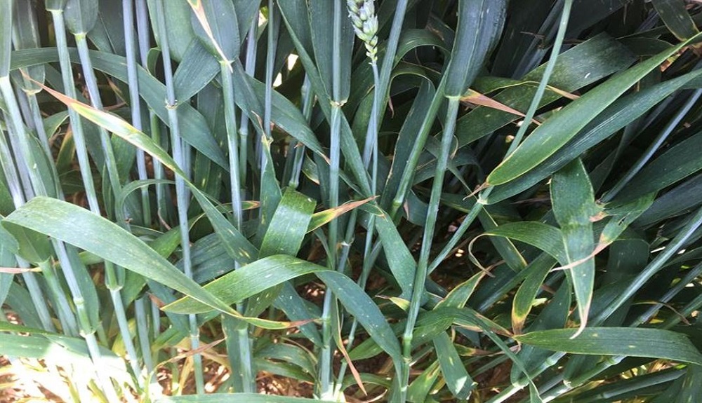 Septoria tritici symptoms on wheat at an RL trial site (treated, disease rating '9')